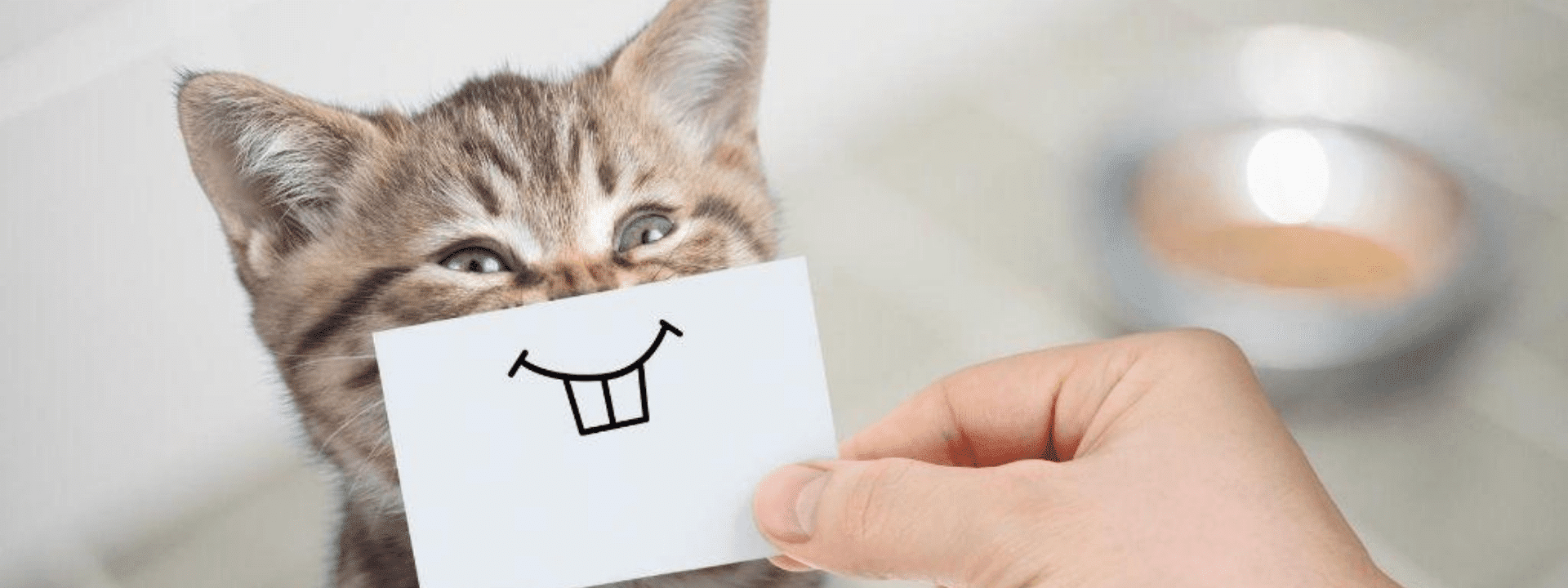 cat banner1